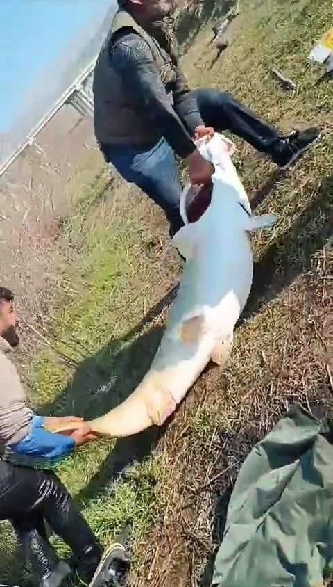 70 Kilo Ağırlığında Turna Balığı Yakalandı
