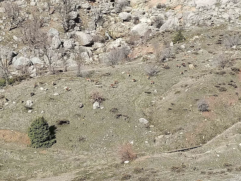 Dağ keçileri sürü halinde görüldü