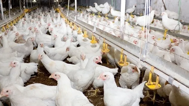 Tavuk Eti ve Yumurta Üretimi Arttı